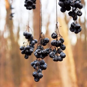 dry black grapes